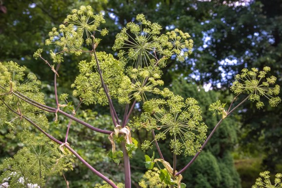 [식물키우기] 안젤리카 키우기 관리법 - 물주기, 햇빛, 온도, 습도, 흙(토양), 비료