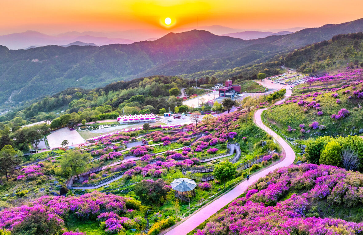 산청 황매산 철쭉3