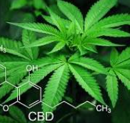 대마성분CBD의 연구에 대하여