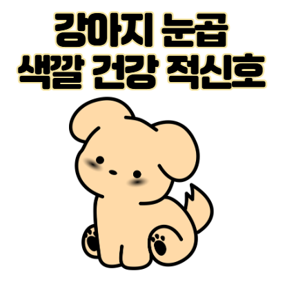 우리 강아지 눈곱, 괜찮은 걸까? 색깔로 알아보는 건강 적신호!