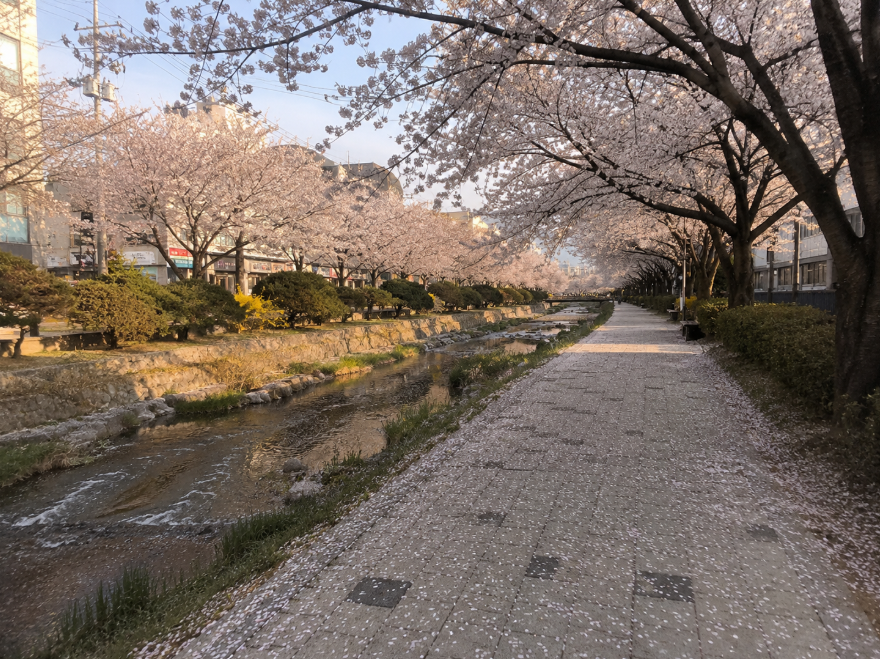 대구 범어천에 벚꽃 만개한 하천변 산책로 풍경