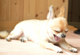 힘들어 하는 개