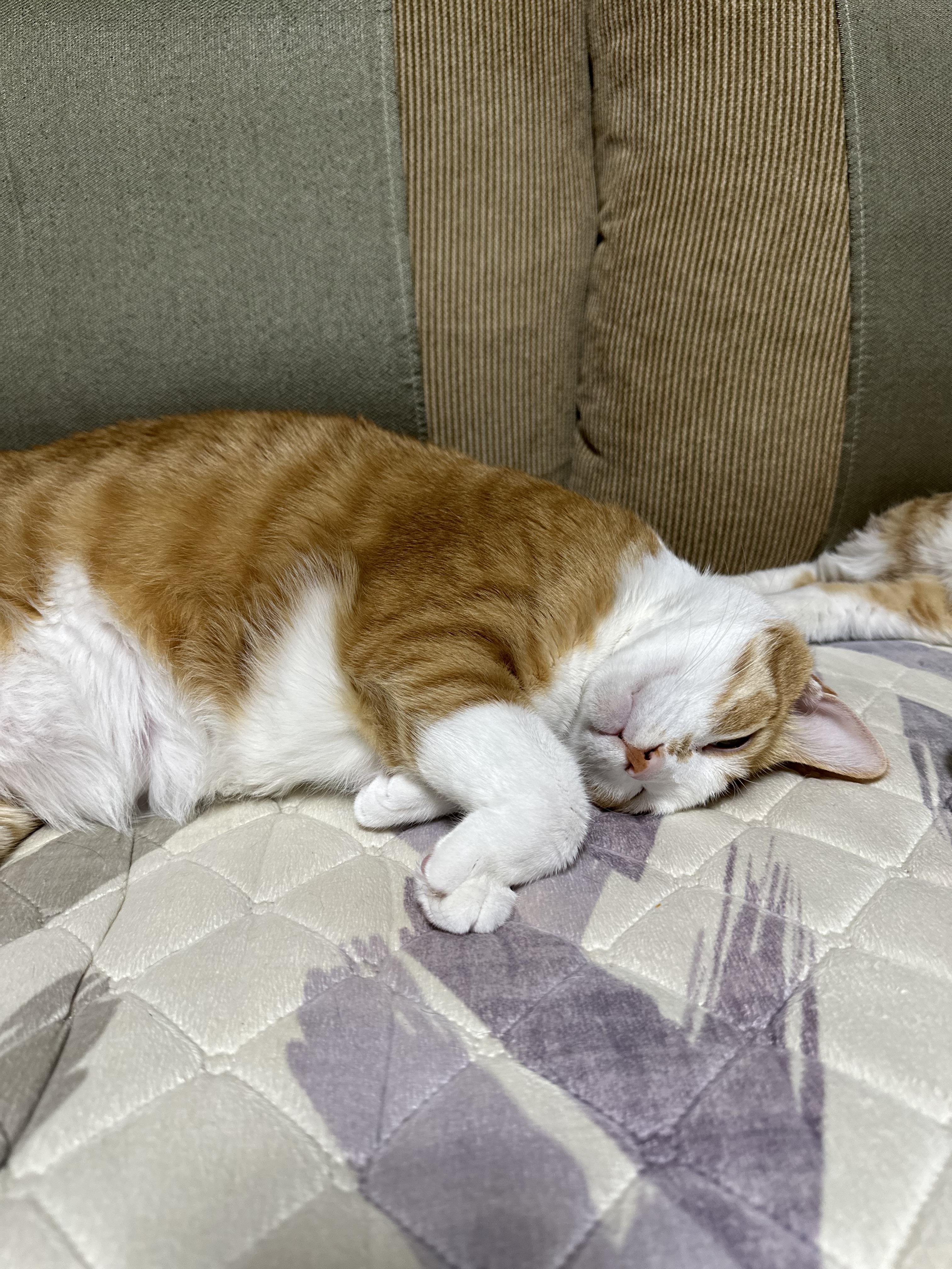 보면 힐링되는 사이좋은 치즈형제들