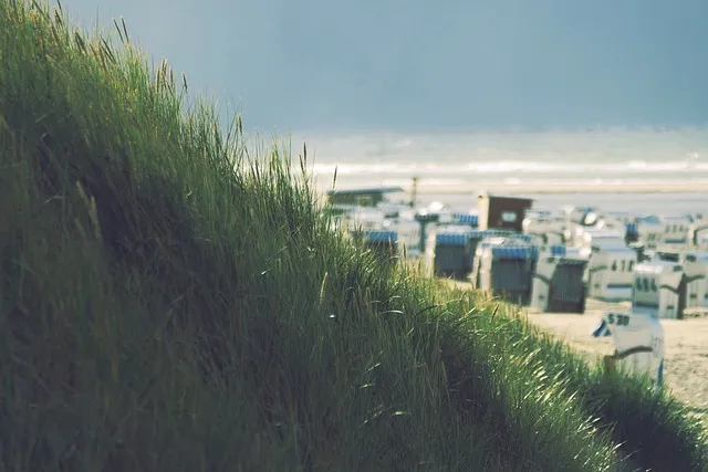 북해도 후라노 라벤더 축제 시즌 개화 시기 이벤트 일정 대표 명소 여행 완벽 가이드_8