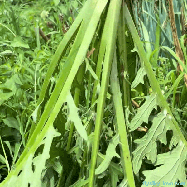 큰엉겅퀴 나물과 생즙으로 즐기기