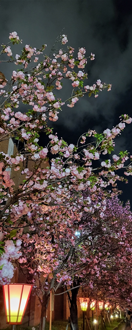 오사카조폐국 저녁 벚꽃길