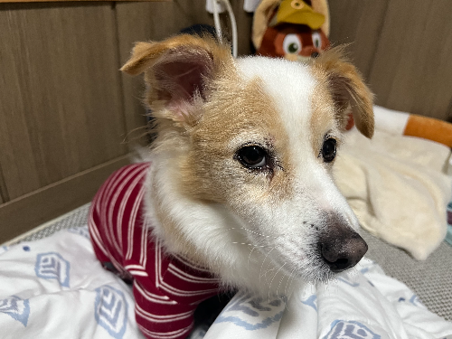 노령견 관절 관리