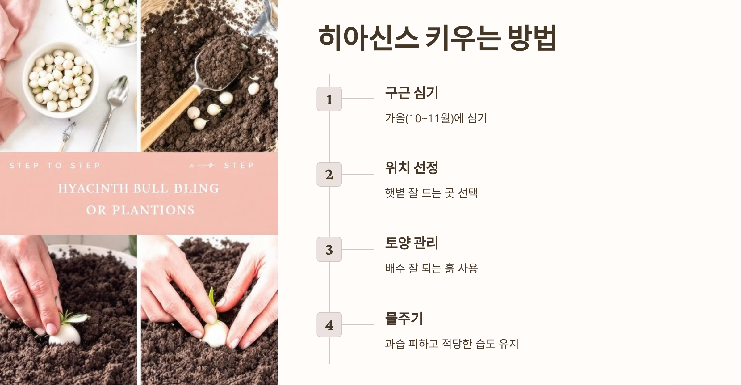 히아신스