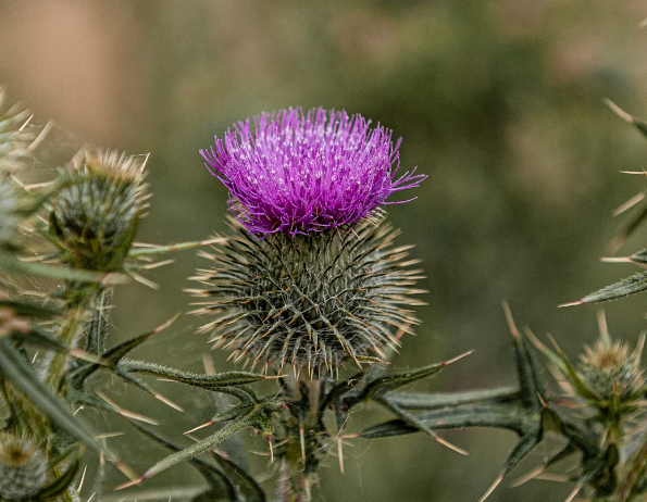 엉겅퀴 호소 효능