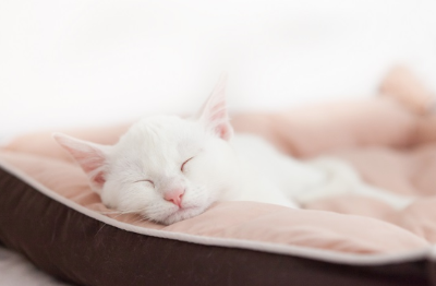 피곤한 듯 잠자는 흰 고양이