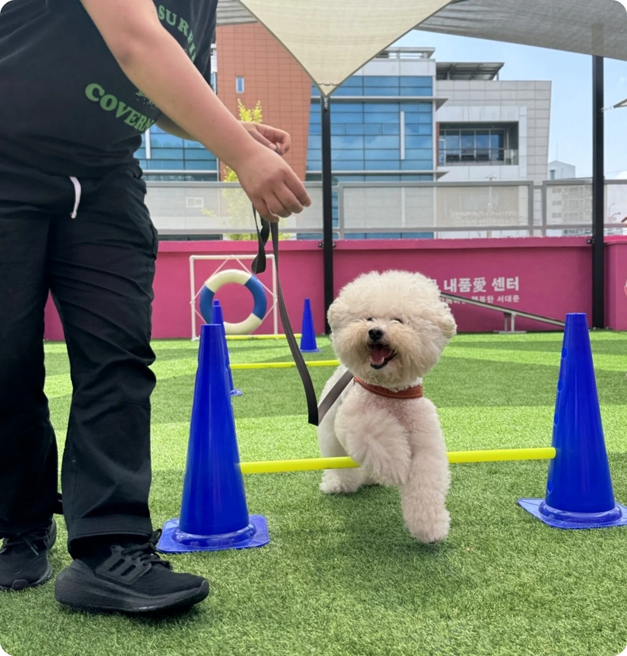 홍은동 서대문구 내품애센터 함께할개 반려견 프로그램 소개! 직장인 대상 운동 마사지 교육 신청 방법