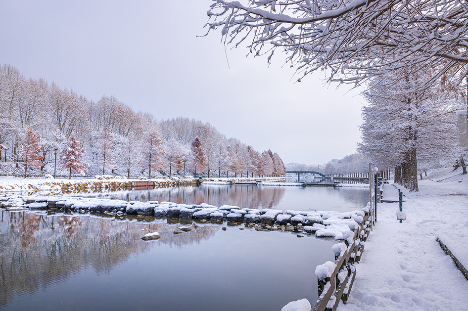 담양 관방제림 겨울1