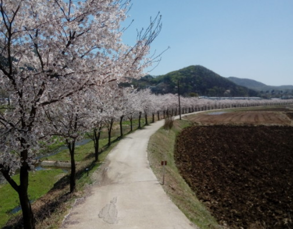 파주벚꽃명소