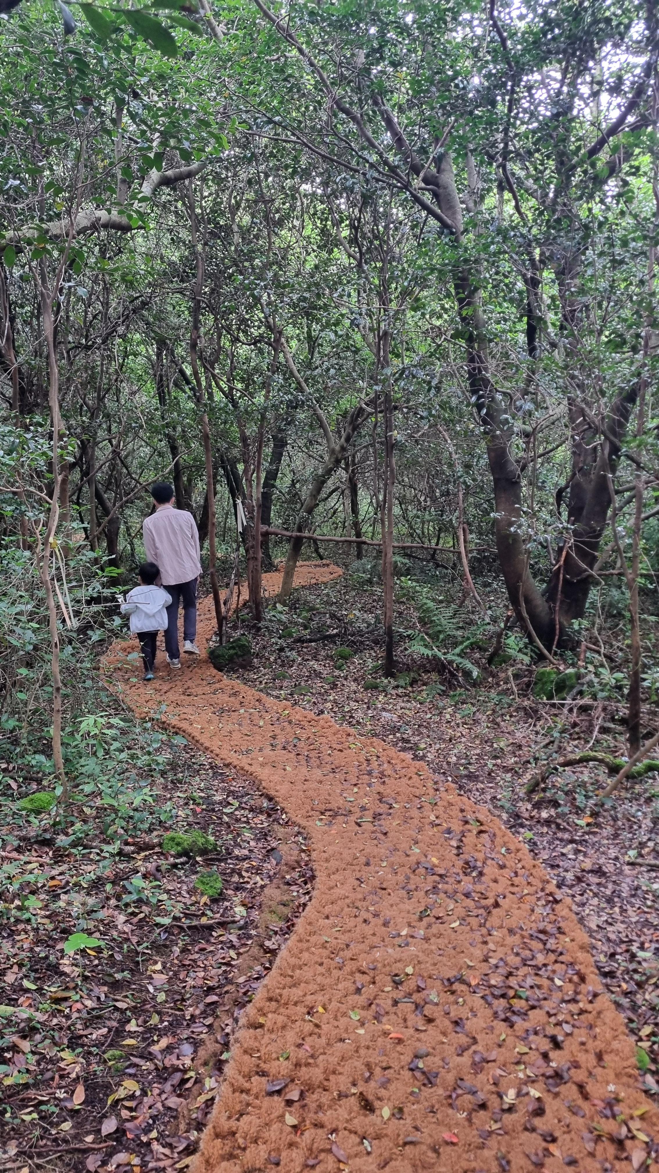 제주 추억의 숲길