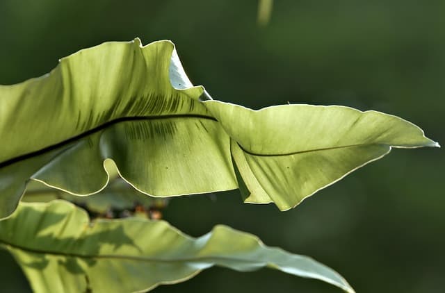 실내고사리정원이 정보유출자들에게 주는 심리적 안정감
