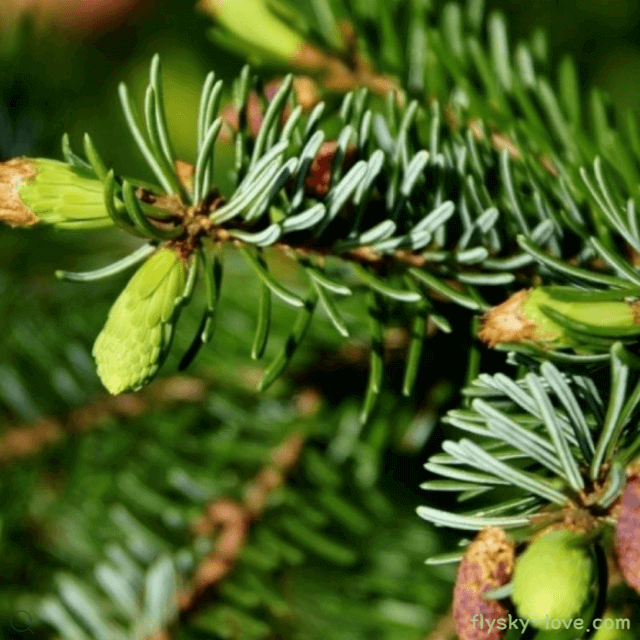 파인 (Pine)