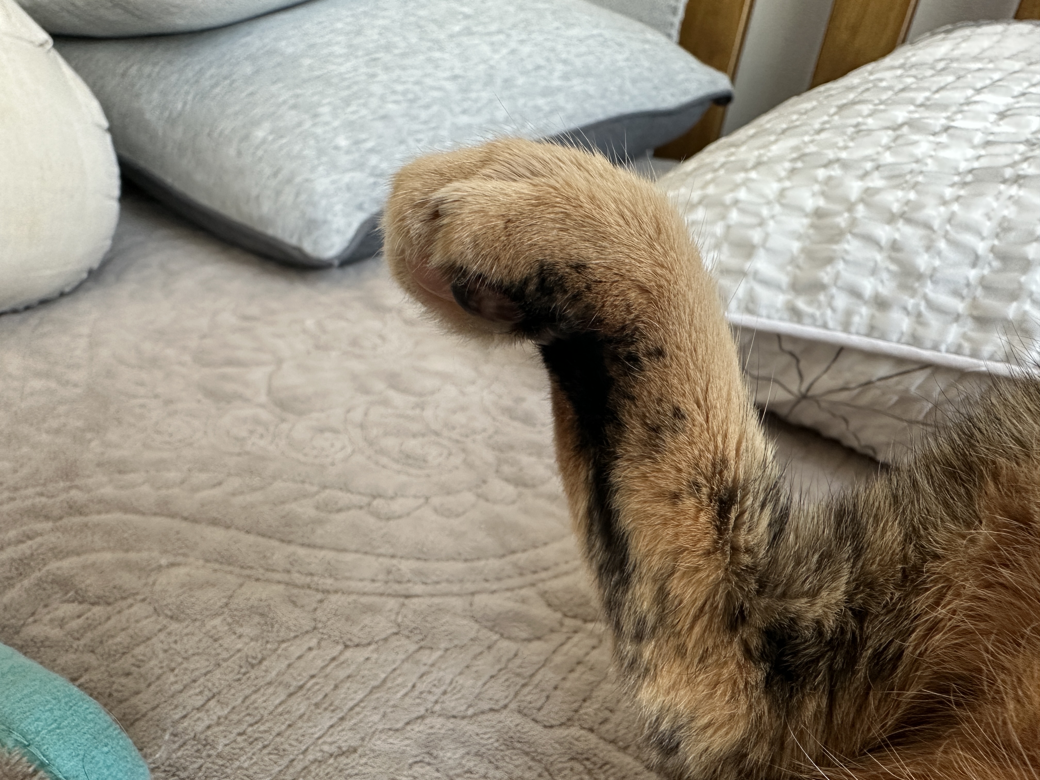 침대 위에서 찜질하는 카오스 사랑이 (feat. 자동차 엔진룸 노크, 시동 건 후 바로 출발하지 않기)