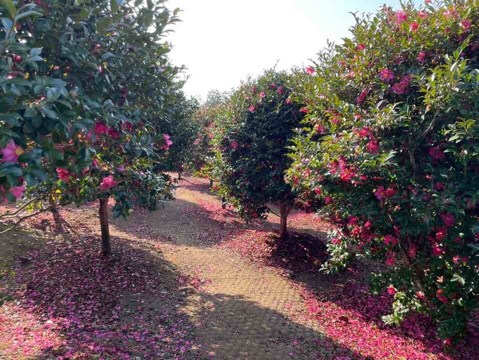 제주도-가볼만한-곳-동백꽃