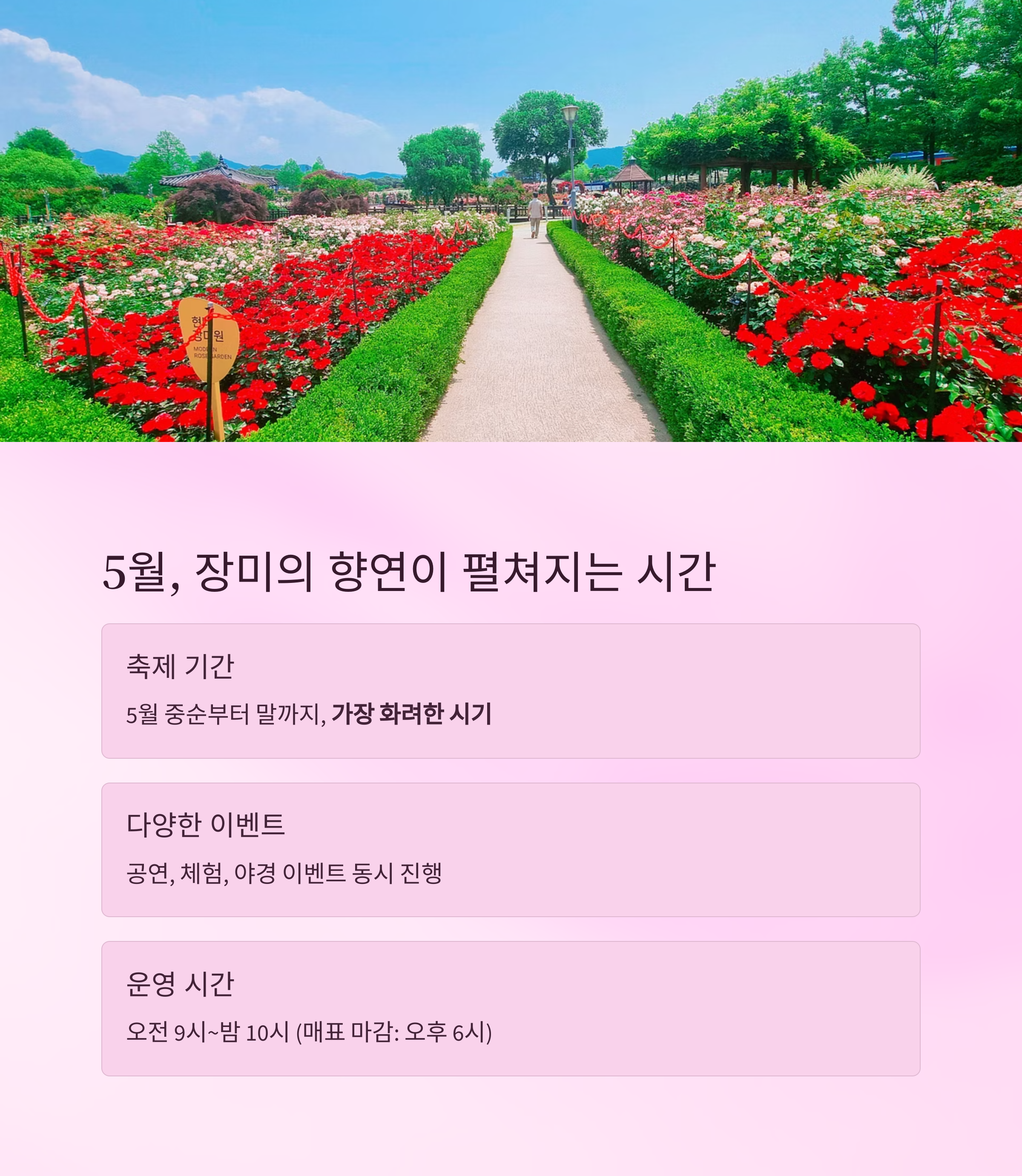 장미의 향연이 펼쳐지는 시간