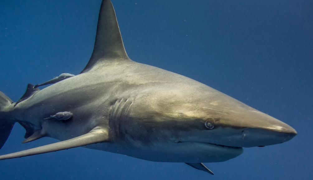 80년대 대표작 죠스의 상어 사진