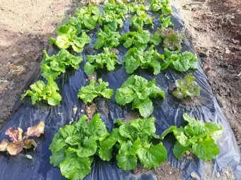 반려식물 입문 키우기 물주기 햇빛선택 기준 시니어에게 좋은 목록_5