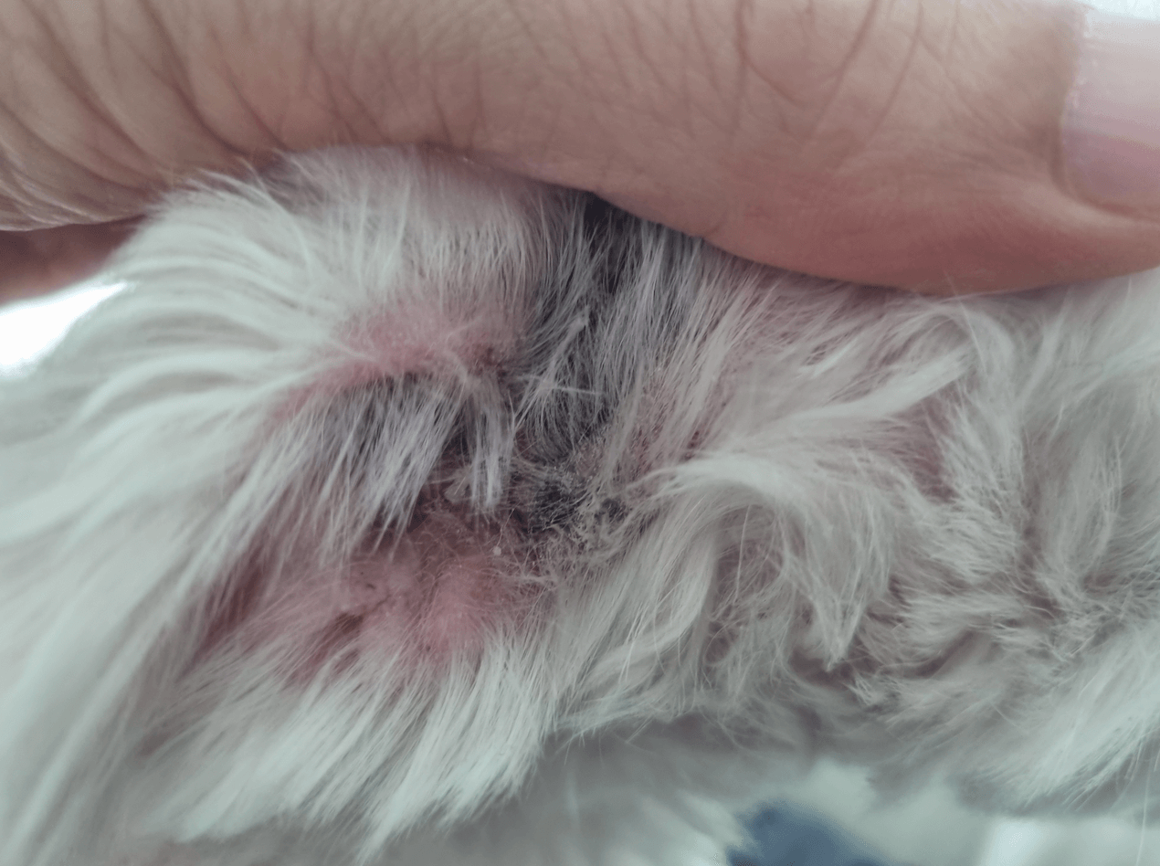 강아지 귀 곰팡이