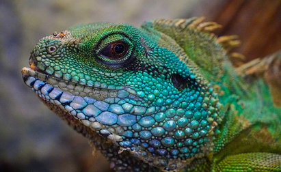 반려 파충류 인기 상승 (원인, 종류, 먹이 급여)