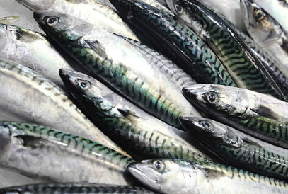 전립선에 좋은 생선