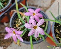 향기별꽃 이미지 사진