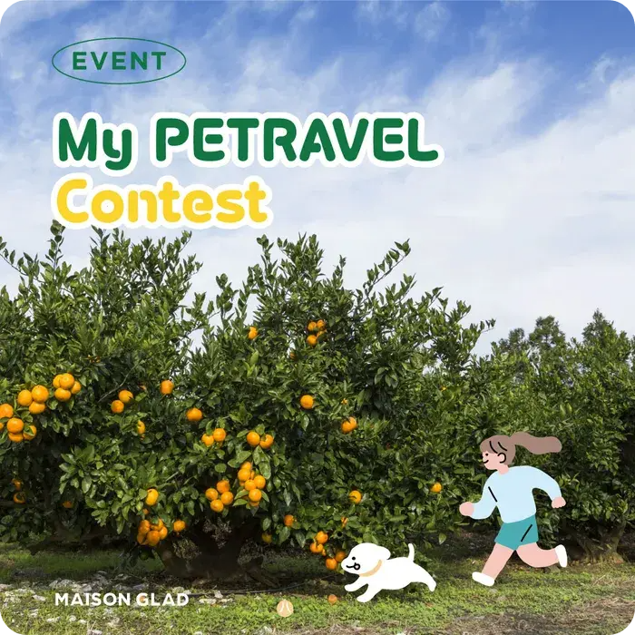 연동 메종 글래드 제주 반려견 펫캉스 패키지 이벤트 소개 참여 예약 방법 여행 강아지 동반 가능한 호텔 숙소