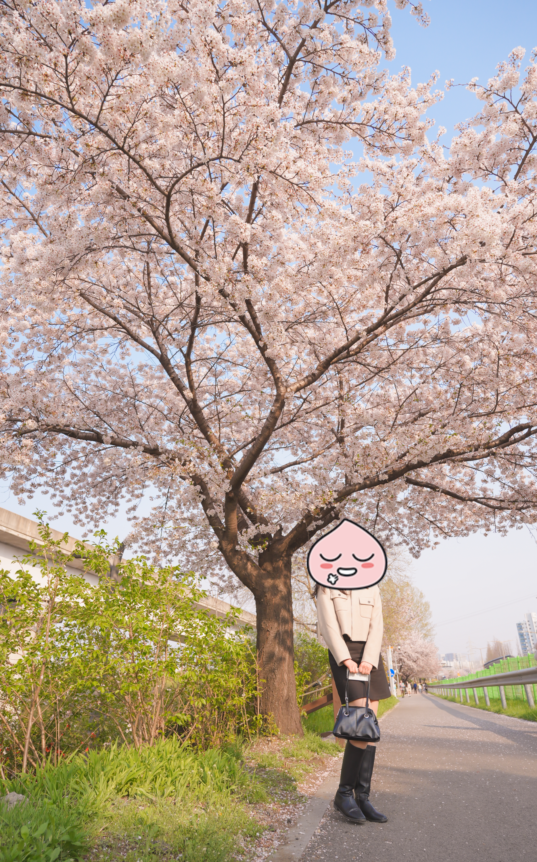 서울 벚꽃 숨은 명소