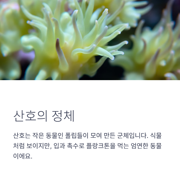 산호란 무엇인가?