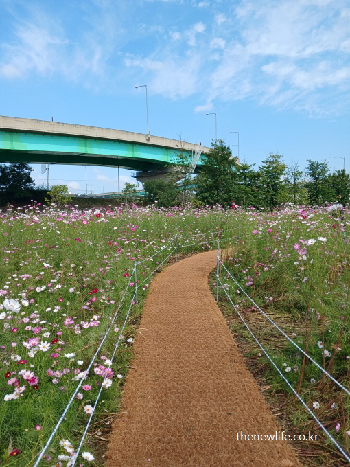 구리 한강시민공원 힐링캠프 강변 코스모스 길 &ndash; 서울 근교 가족 단위 방문객이 가장 먼저 찾는 코스모스 산책로