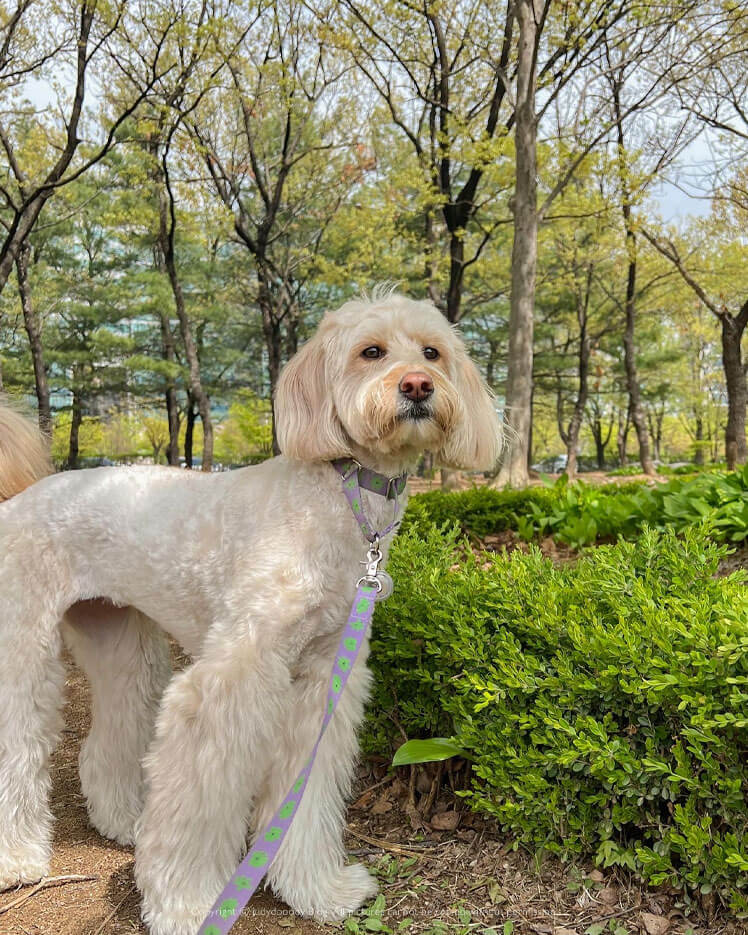 일산호수공원 산책간 강아지