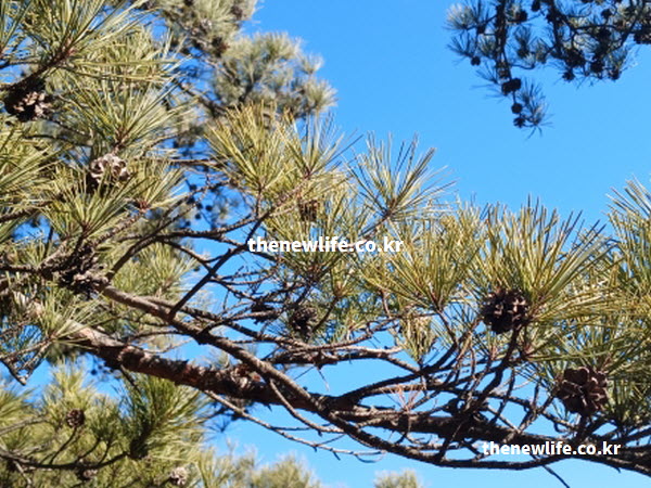 솔잎 효능을 돕는 비타민 C와 베타카로틴이 풍부하여 노화 방지에 좋은 생솔잎의 실사진