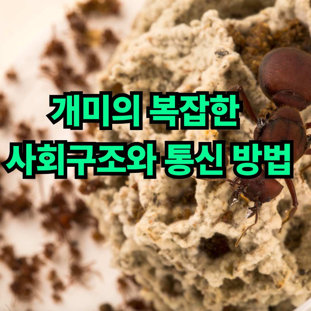 개미의 복잡한 사회구조와 통신 방법