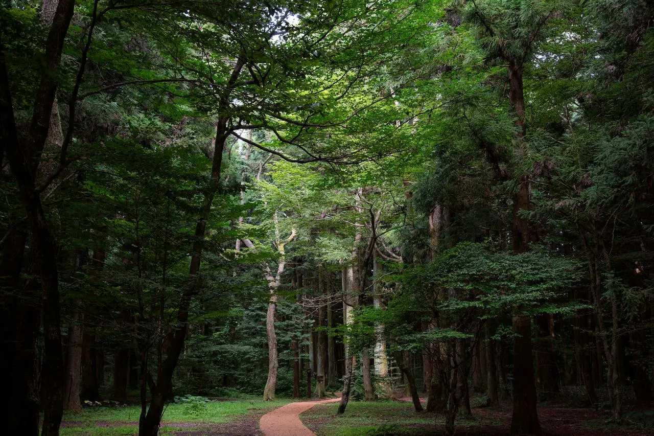 사려니숲길 (출차: 제주관광공사 홈페이지)