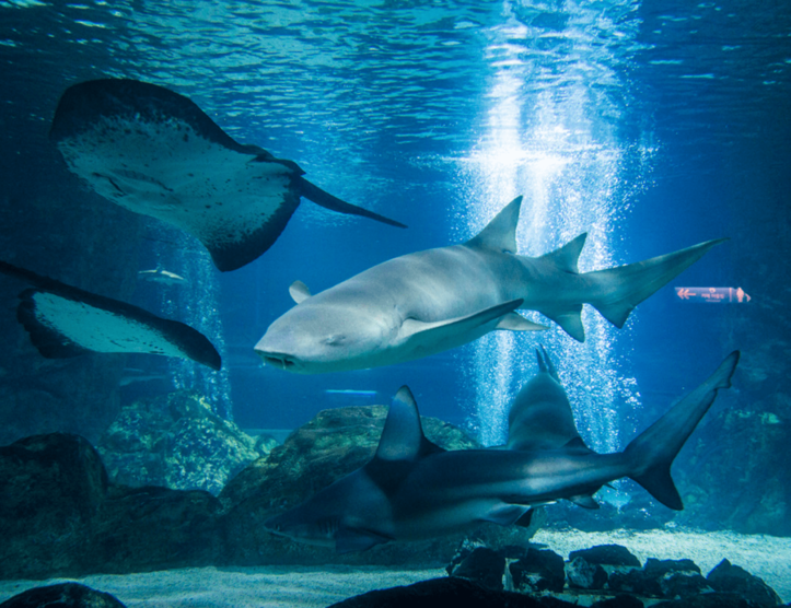 비오는 어린이날 가볼만한 곳 추천