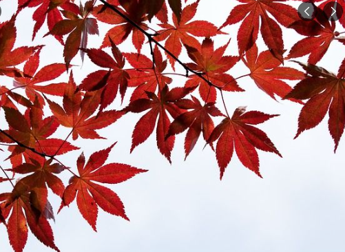 설악산 국립공원 단풍