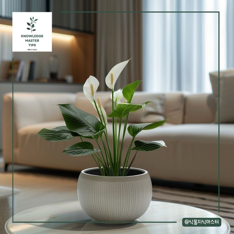 거실 식물 - 스파티필름