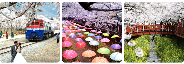 진해군항제 무료 셔틀버스