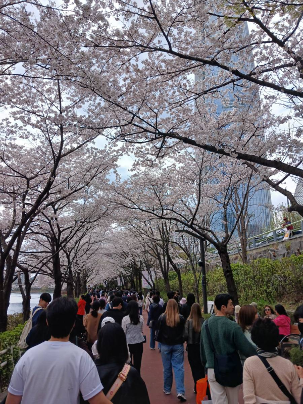 석촌호수 벚꽃엔딩을 즐기다