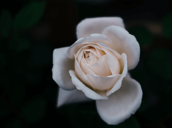 삼척장미축제 일정 입장료 주차장 관람꿀팁