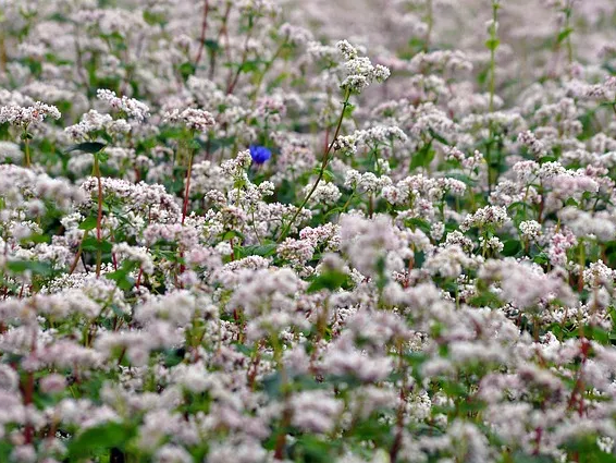 메밀의 항산화 효과