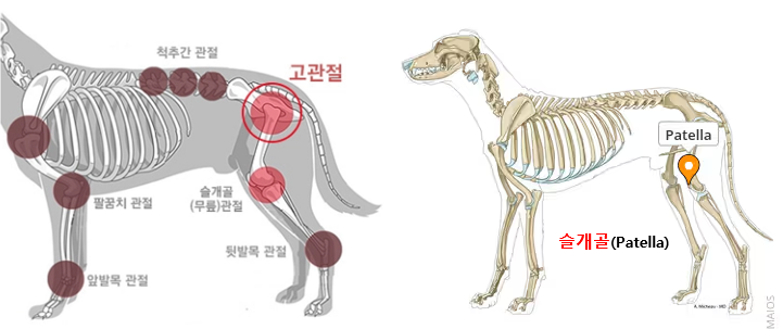 강아지의 슬개골 고관절 이미지