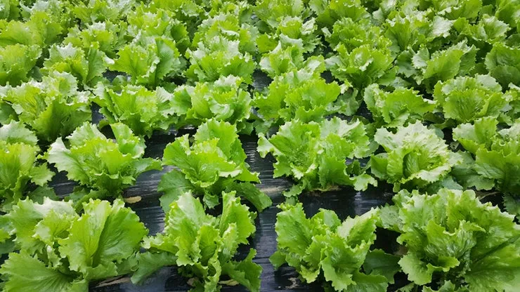 양상추 재배 결구 키우기 파종 시기 물주기 요령_2