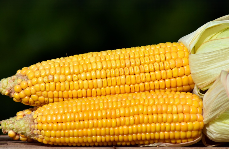 옥수수의 모습