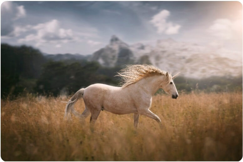 들판을 달리고 있는 말