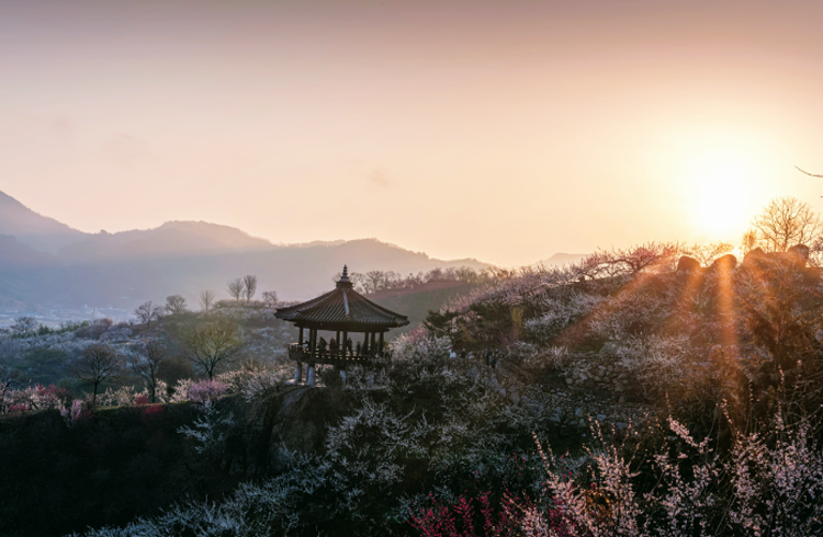 광양 매화축제