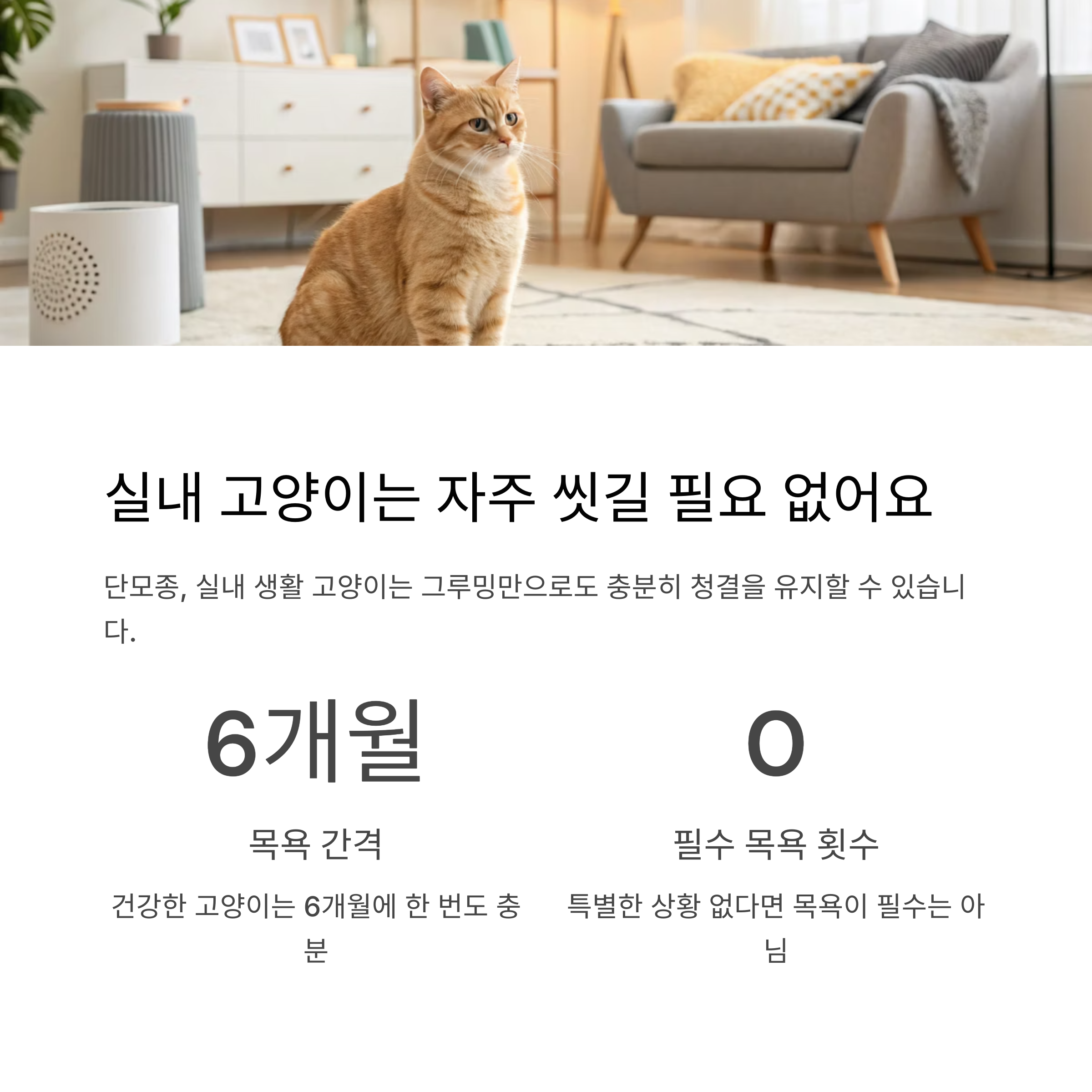 실내 고양이는 자주 씻길 필요 없어요